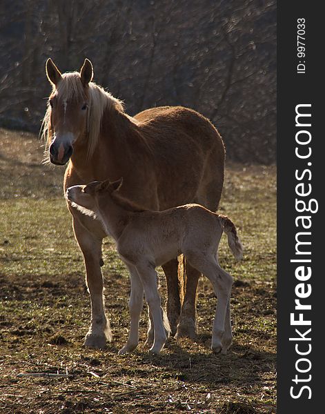 Mare with Foal in Sunlit Winter Pasture. Mare with Foal in Sunlit Winter Pasture