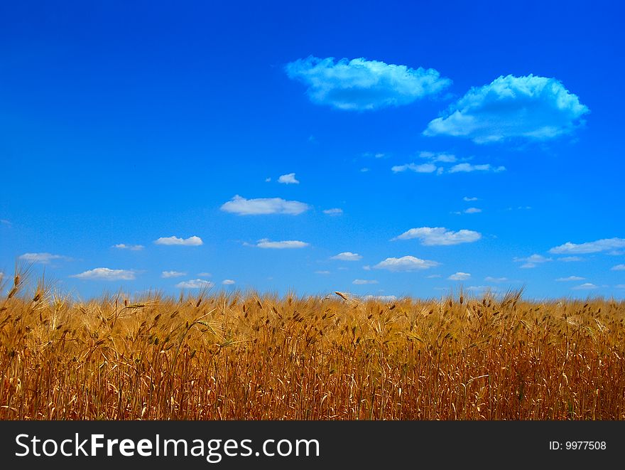 Field of ripe wheat and the blue sky in clouds. Field of ripe wheat and the blue sky in clouds