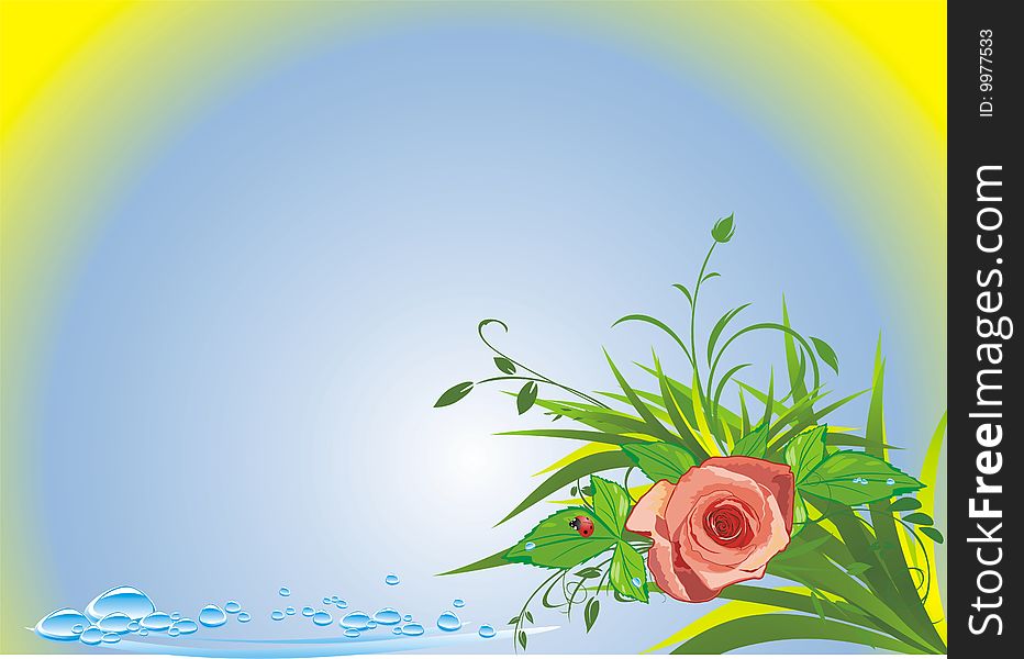 Rose, grass, drops and ladybird. Summer composition. Vector illustration
