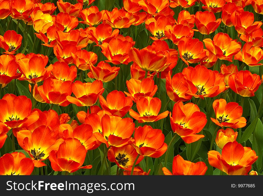 Red  tulips in botanical garden. Red  tulips in botanical garden