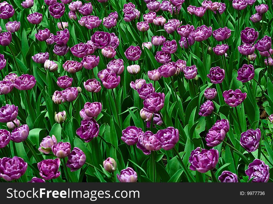 Field of tulips in botanical garden