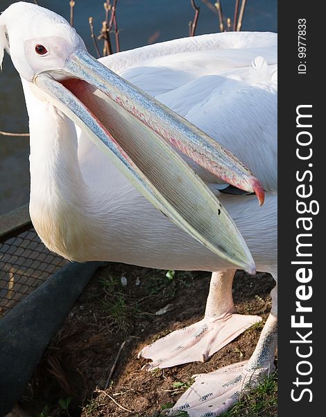 White pelican asking for eat