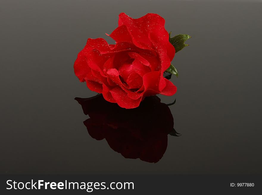 Red rose on a black background