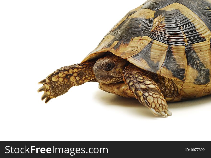 Turtle isolated