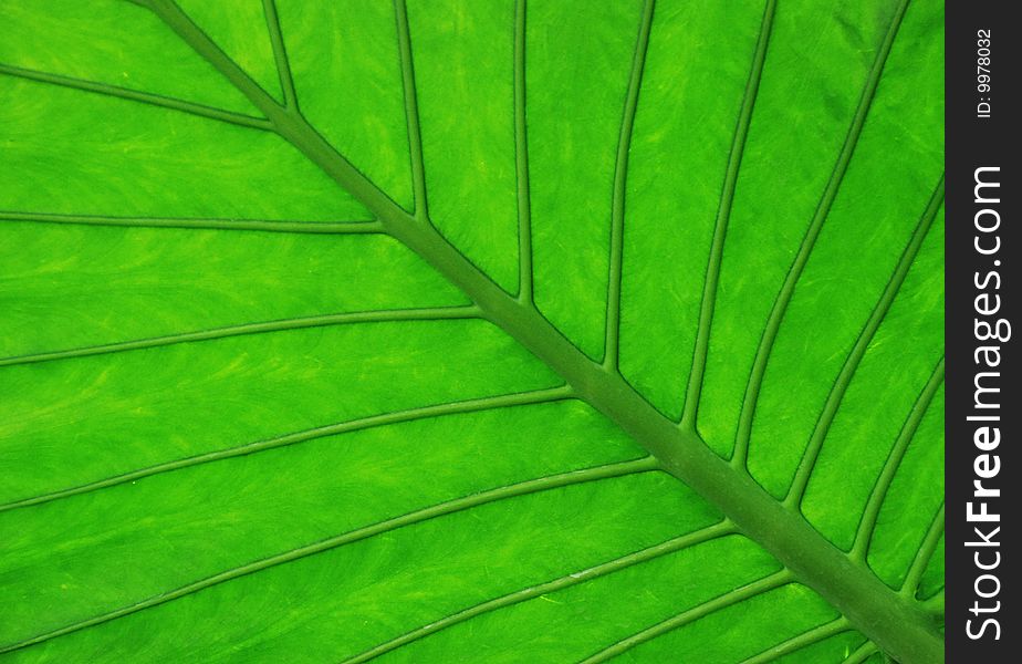 Tropical Leaf Detail