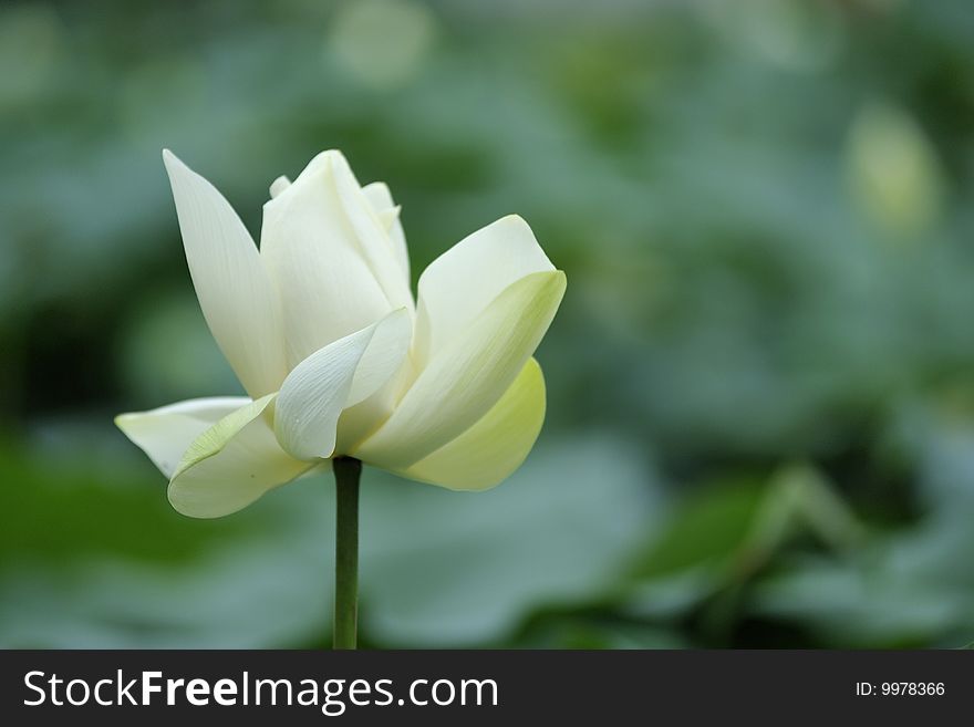 A white lotus flower which is not commonly seen.
