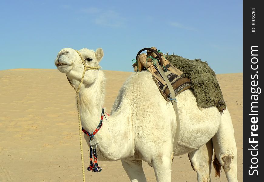 White camel in desert