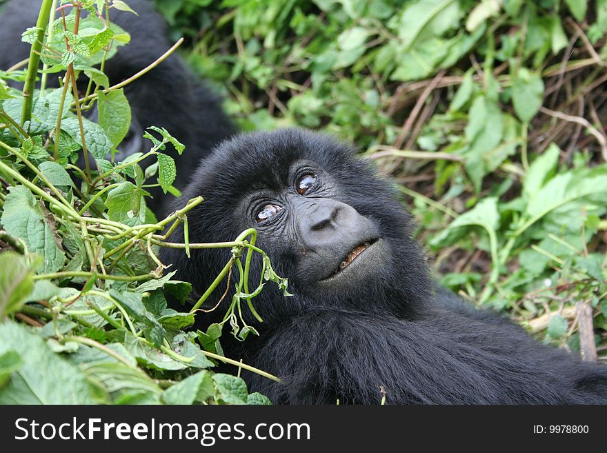 Wild gorilla, Parc national des volcans, Rwanda