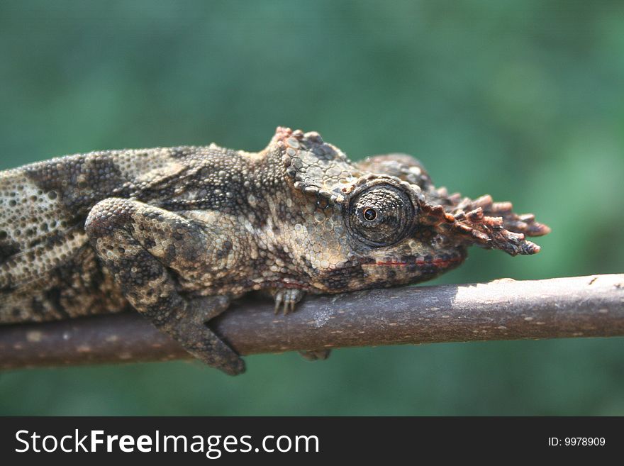 Horned Chameleon on branch, Uganda