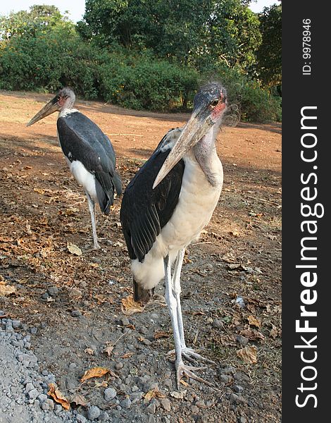 Two friendly Maribou Storks in the wild in Tanzania
