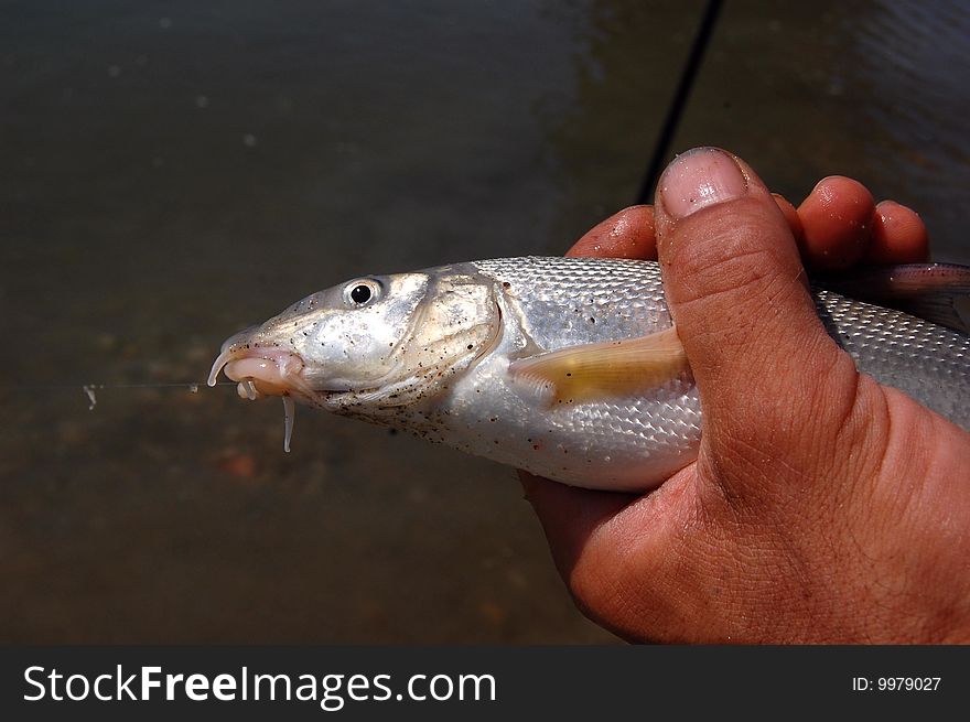 Hand male with silver fish. Hand male with silver fish