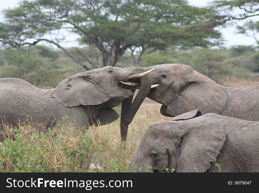 Two male elephants fighting, Serengeti National Park, Tanzania