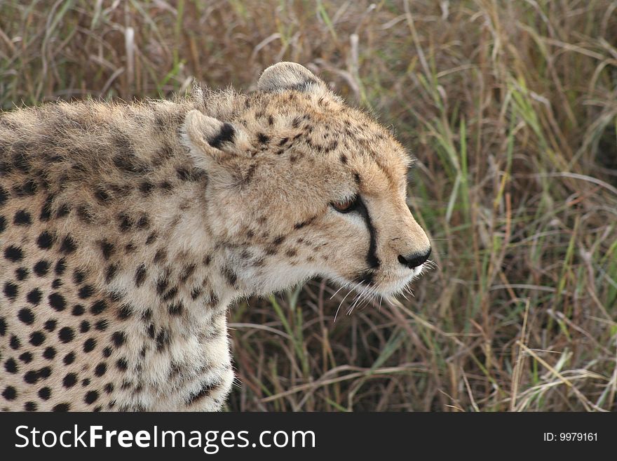 Cheetah stalking prey, Masai Mara NP, Kenya