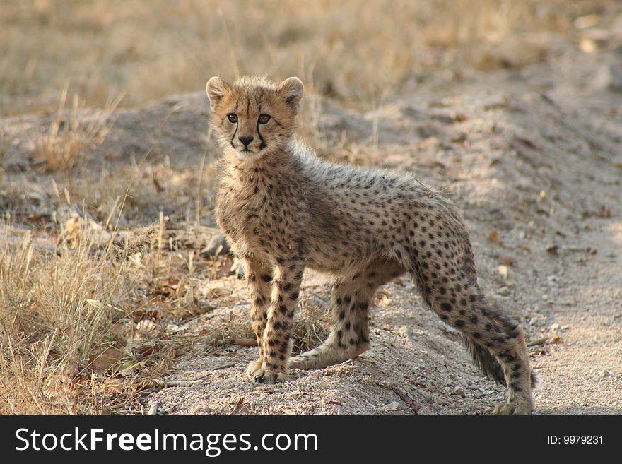 Cheetah cub alert and watching a warthog in the distance, Masai Mara NP, Kenya