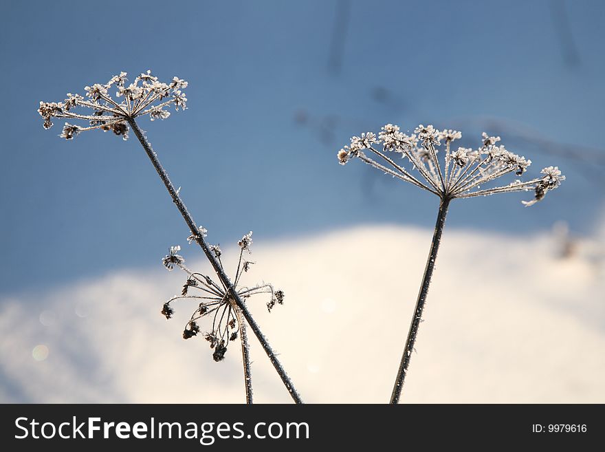 Frozen Grasses