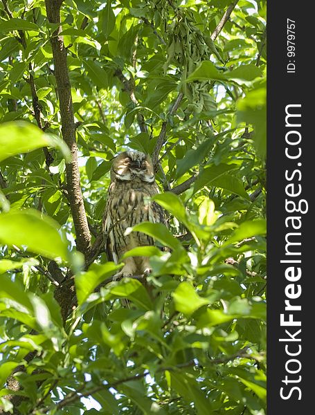Wild eagle owl on the tree