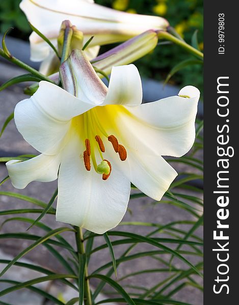 White lily growing in a south river Volga garden