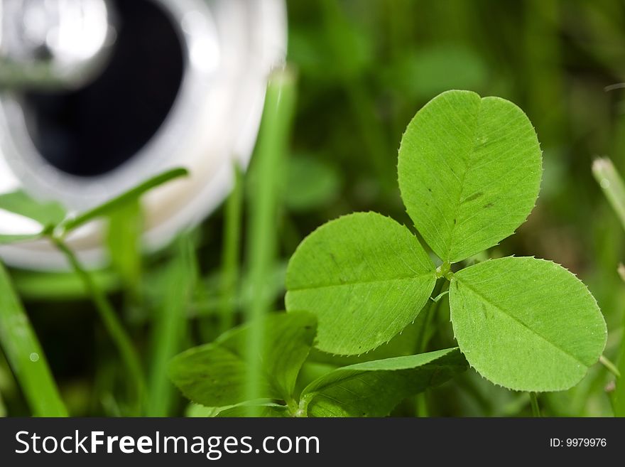 Leaf of the clover and aluminum beer can