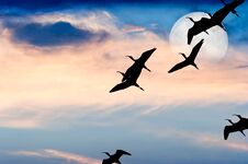 Bird Silhouette Flying Stock Photo