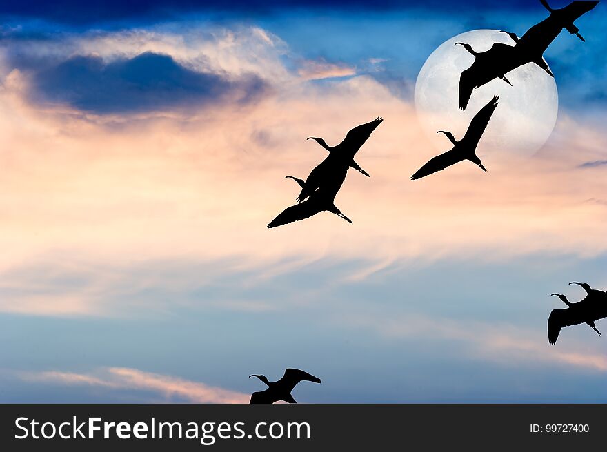 Bird silhouette flying is a silhouette of a bird with wings spread in a peaceful flight of freedom.