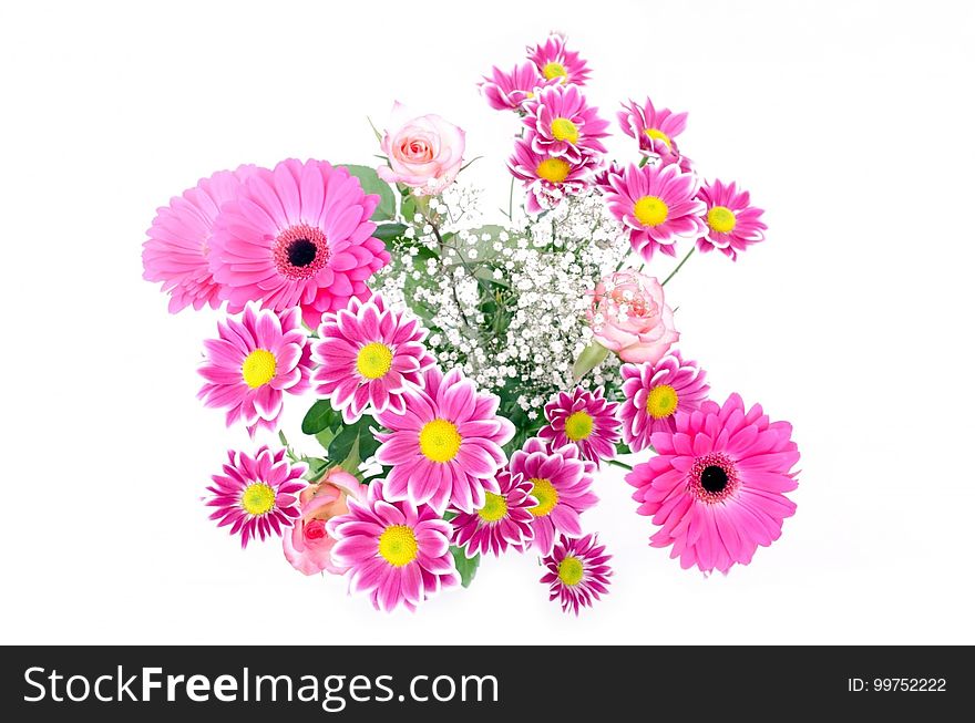 Flower, Flowering Plant, Pink, Cut Flowers
