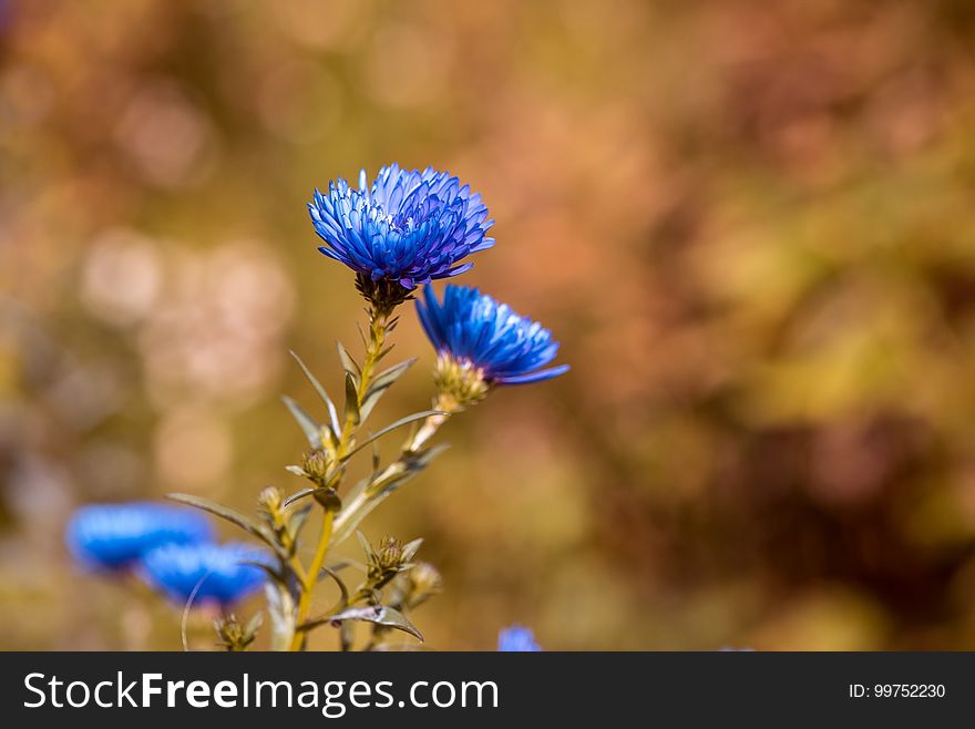 Flower, Flora, Plant, Close Up