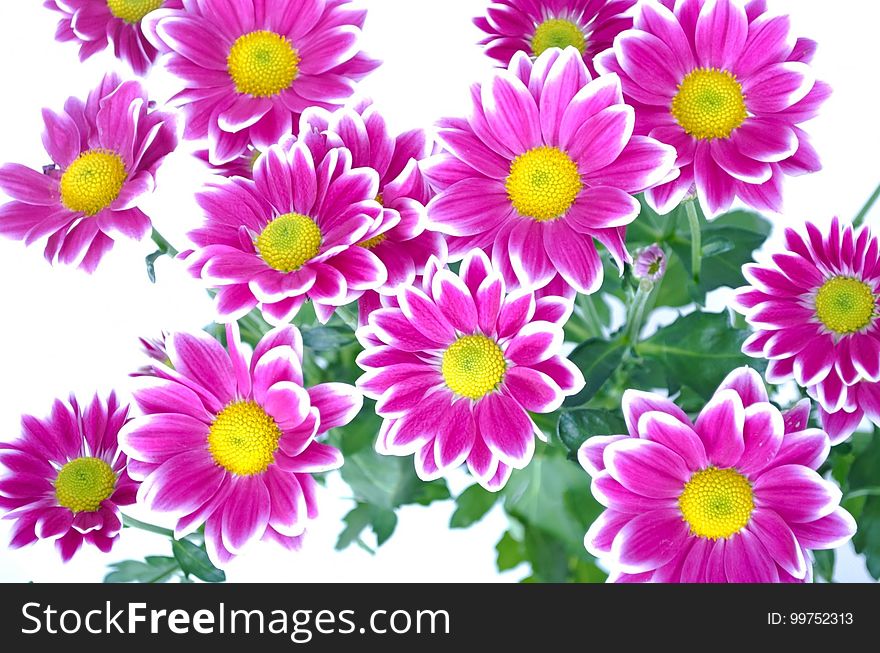 Flower, Flowering Plant, Marguerite Daisy, Garden Cosmos