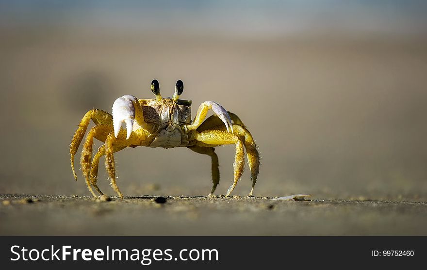 Crab, Decapoda, Macro Photography, Ocypodidae