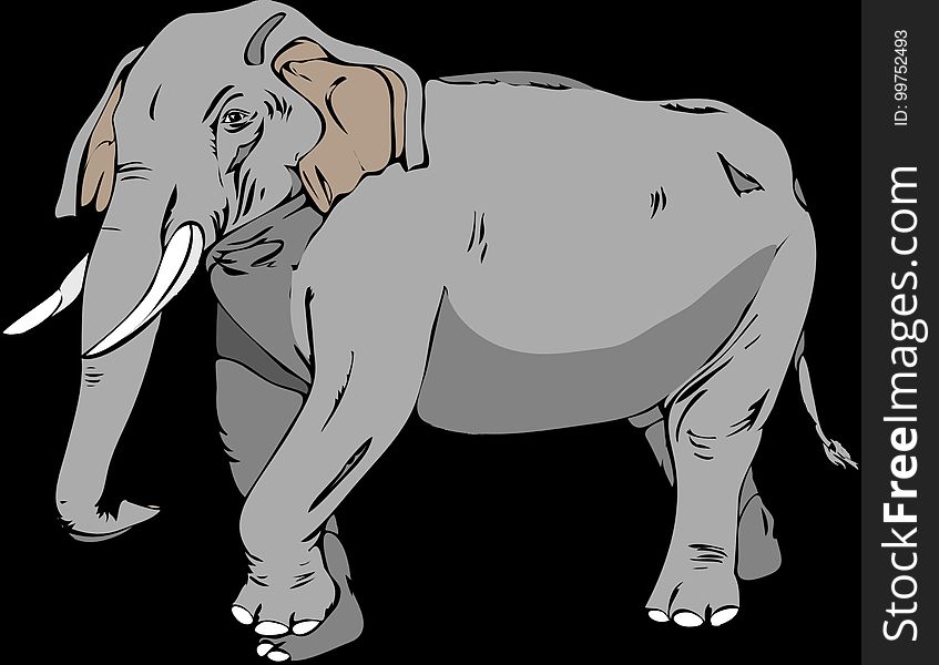 Elephant, Elephants And Mammoths, Indian Elephant, Mammal