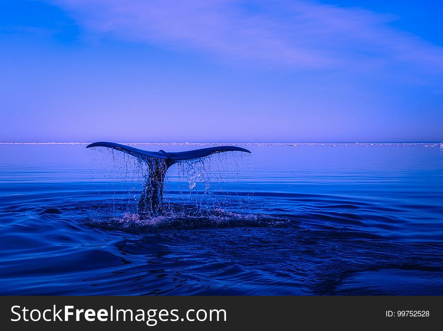 Sea, Ocean, Horizon, Water