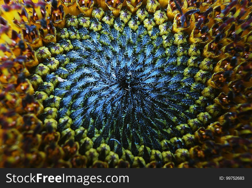 Sunflower, Flower, Sunflower Seed, Close Up