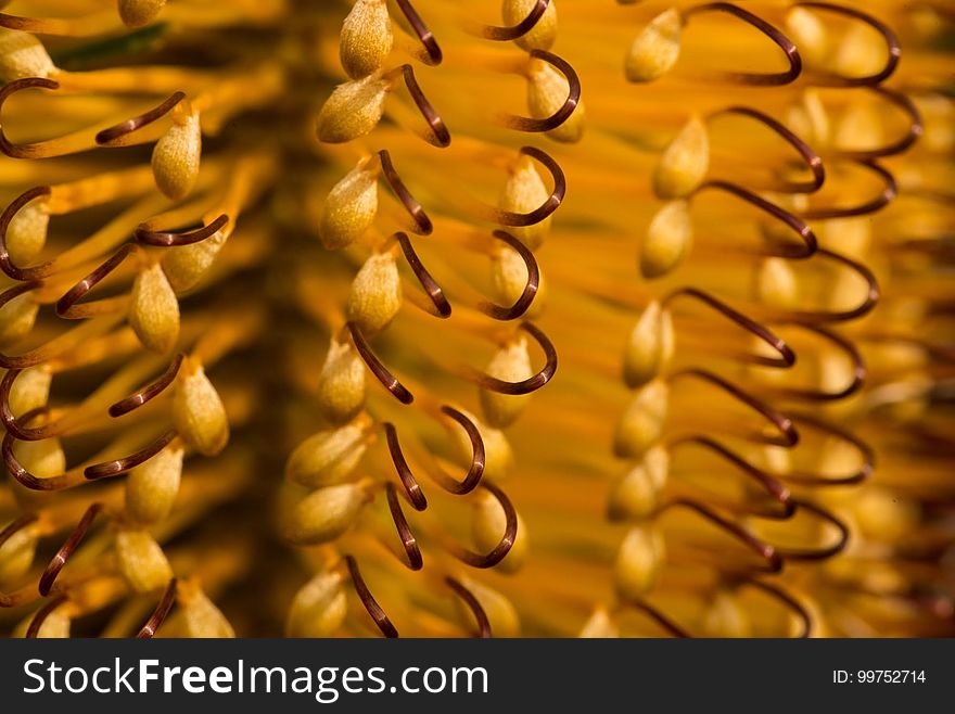 Close Up, Macro Photography, Pollen, Commodity