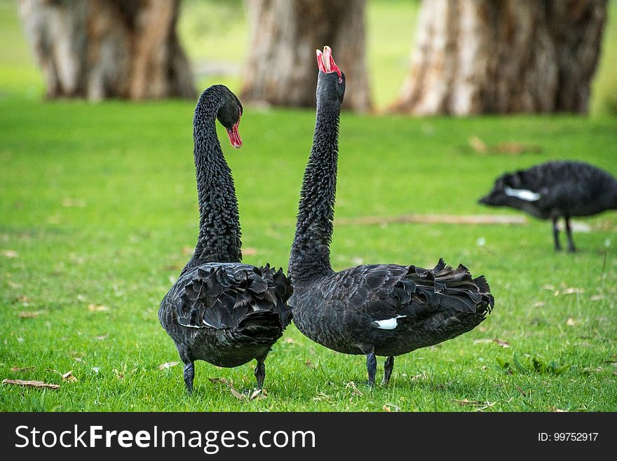 Black Swan, Bird, Water Bird, Ducks Geese And Swans