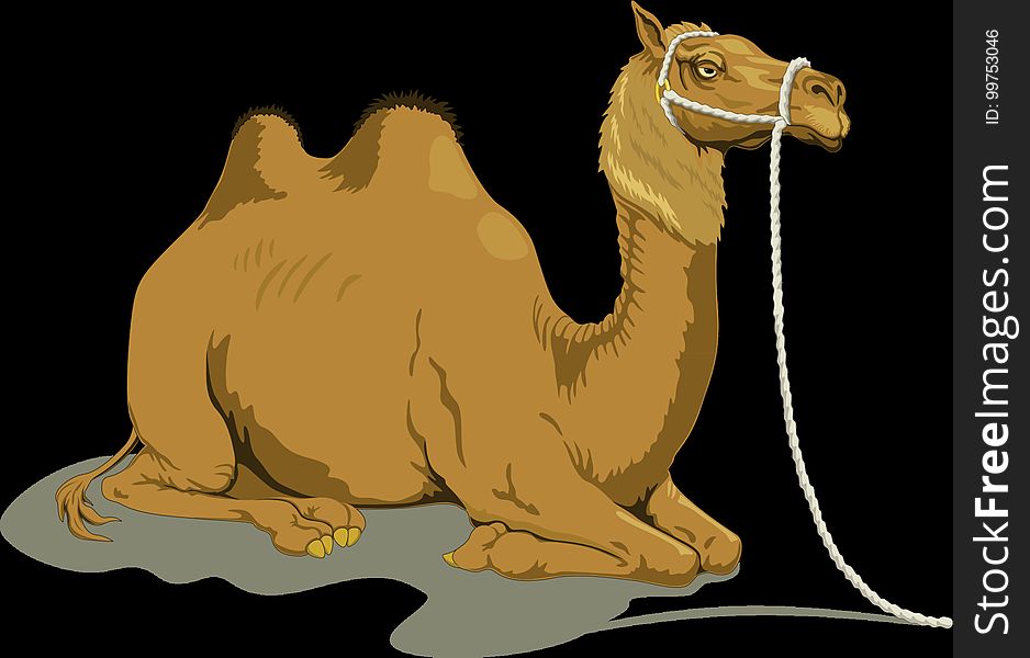Camel, Camel Like Mammal, Arabian Camel, Mammal