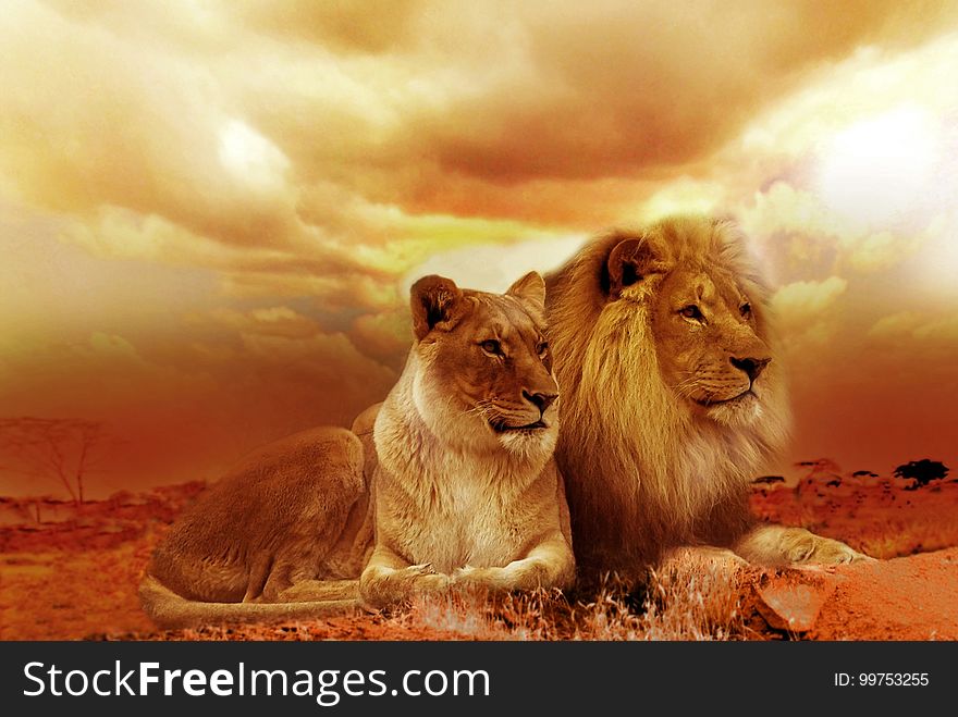 Wildlife, Lion, Mammal, Masai Lion