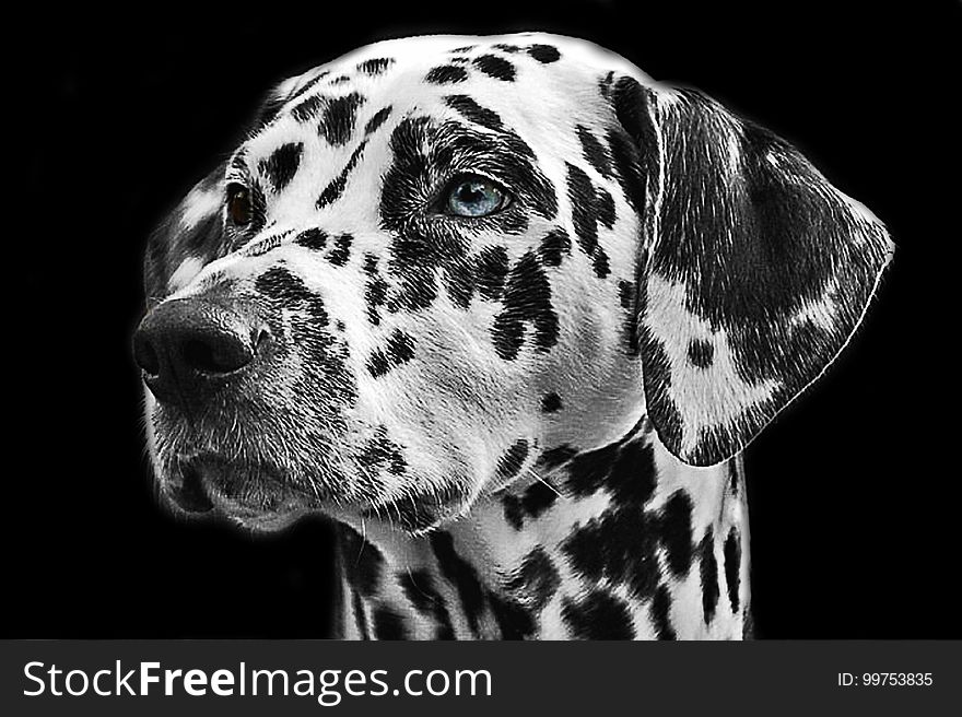 Dog Like Mammal, Dog, Black And White, Black