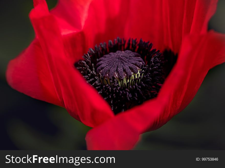 Flower, Red, Flowering Plant, Plant