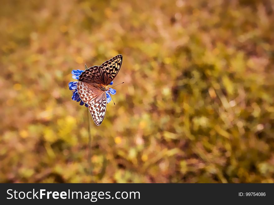 Butterfly, Moths And Butterflies, Wildlife, Fauna