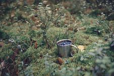 Blueberries In Metal Cup In Forest. Fresh Blueberries In Metal C Royalty Free Stock Images Blueberries In Metal Cup In Forest. Fresh Blueberries In Metal C Royalty Free Stock Images