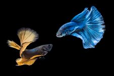 Siamese Yellow And Blue Color Fighting Fish Are Fighting Stock Image