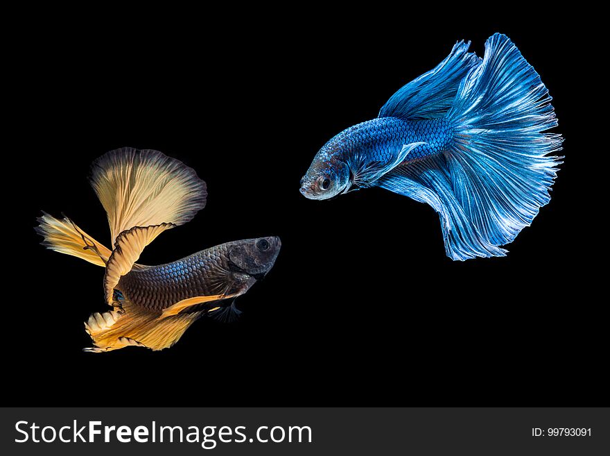 Siamese yellow and blue color fighting fish are fighting isolated on black background