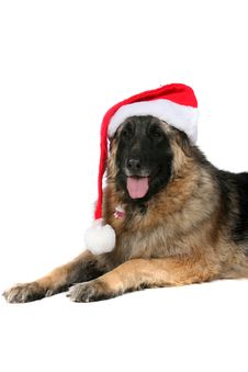 Large Dog With Tongue Out And Santa Hat Royalty Free Stock Photo Large Dog With Tongue Out And Santa Hat Royalty Free Stock Photo