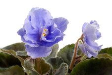 Blue Saintpaulia Stock Photos