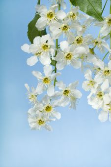 Flowers Of Bird Cherry Tree Stock Photo Flowers Of Bird Cherry Tree Stock Photo