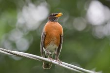 Robin Singing On A Wire Stock Photography