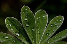 Drops On The Leafs Royalty Free Stock Photo Drops On The Leafs Royalty Free Stock Photo