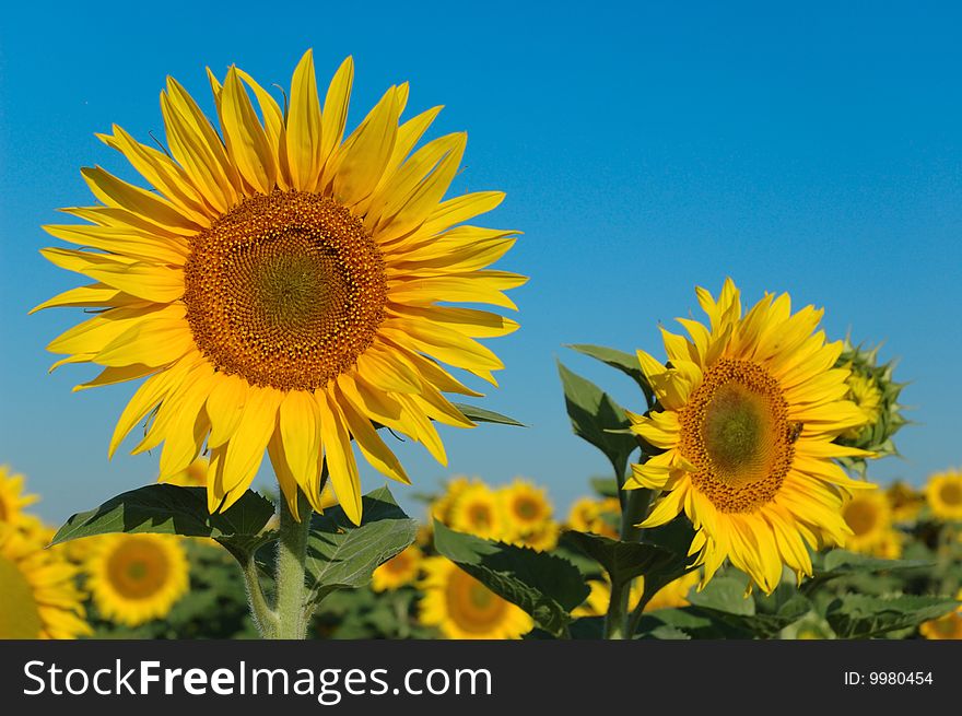 Golden Sunflowers