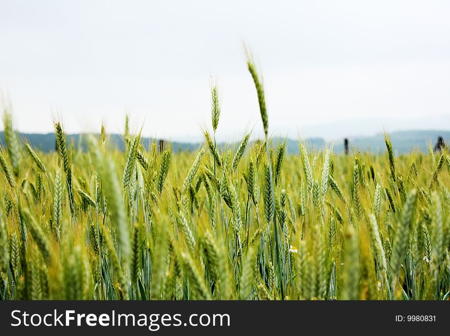 Green Corn Field With Waterdrops