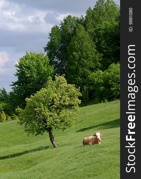 Cow And Tree