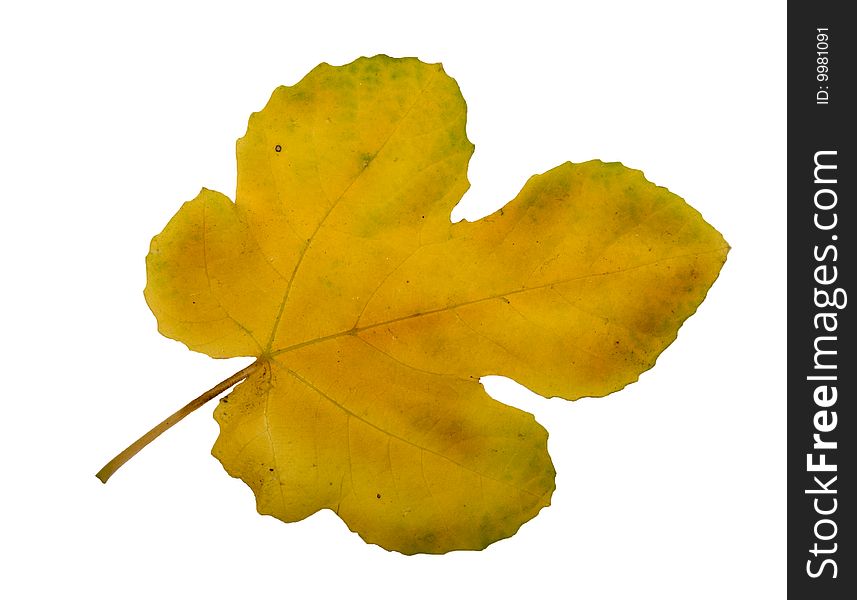 Yellow five-lobed Autumn leaf isolated on white. Yellow five-lobed Autumn leaf isolated on white
